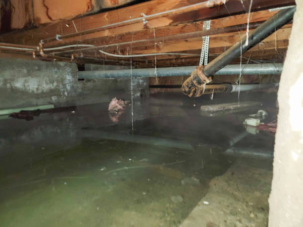 Best Carpet water damage restoration  in Southchase, FL