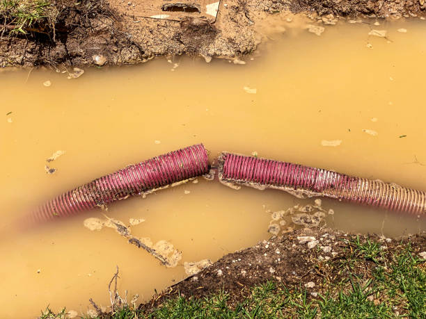 Best Professional water damage repair  in Southchase, FL